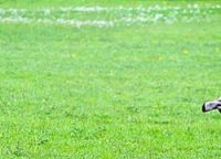 Leggi tutto: Album scout 2009