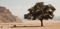 Leggi tutto: Il senso di una presenza monastica cristiana nella “casa dell’islam”