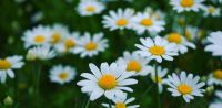 Leggi tutto: Non sradicate anche il grano!