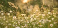 Leggi tutto: Amare, seguire, testimoniare