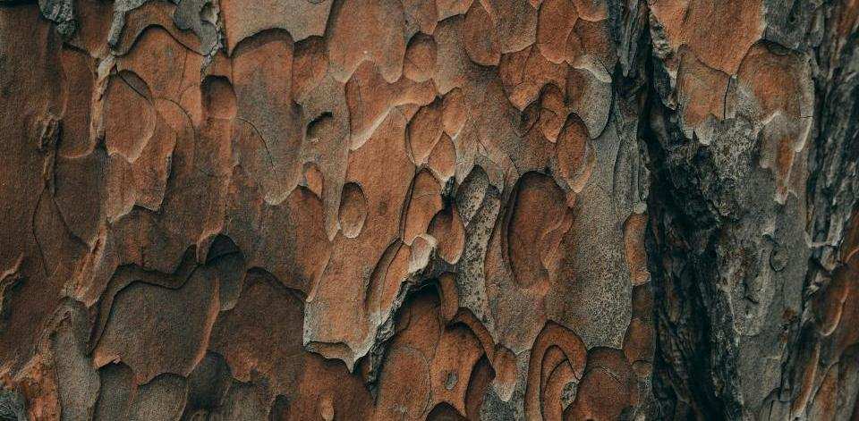 Foto di Clay Banks su Unsplash