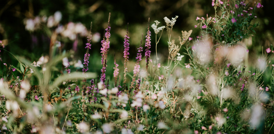 Foto di Annie Spratt su Unsplash
